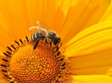 Информационную систему для пчеловодов запустили в Казахстане