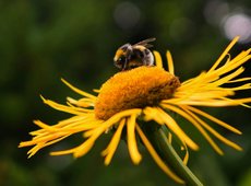 Массовой гибелью пчел обеспокоены в области Абай