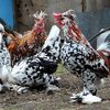 Мохноногие бентамки (Furry-legged bantams)