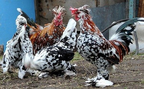 Жүнді аяқты бентамкалар (Furry-legged bantams)