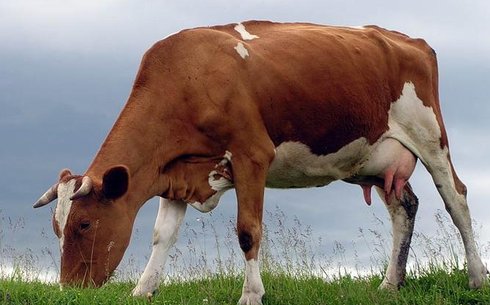 Бестужевская порода (Bestuzhev breed cows)