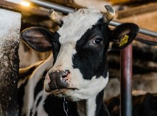 Запрет на вывоз  маточного поголовья крупного рогатого скота