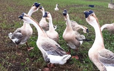 Гуси Большая Львиная голова (Geese Big Lion Head)