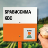 Свекла сахарная сорт БРАВИССИМА KBC