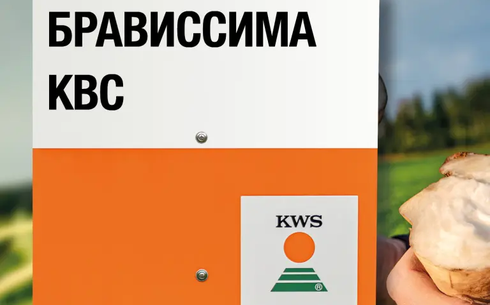 БРАВИССИМА KBC қант қызылшасы сұрпы