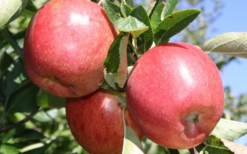 Яблоня сорт Бребурн Кейс