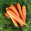 Морковь сорт Бриллианс F1
