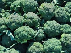 Как развивают овощеводство в Костанайской области