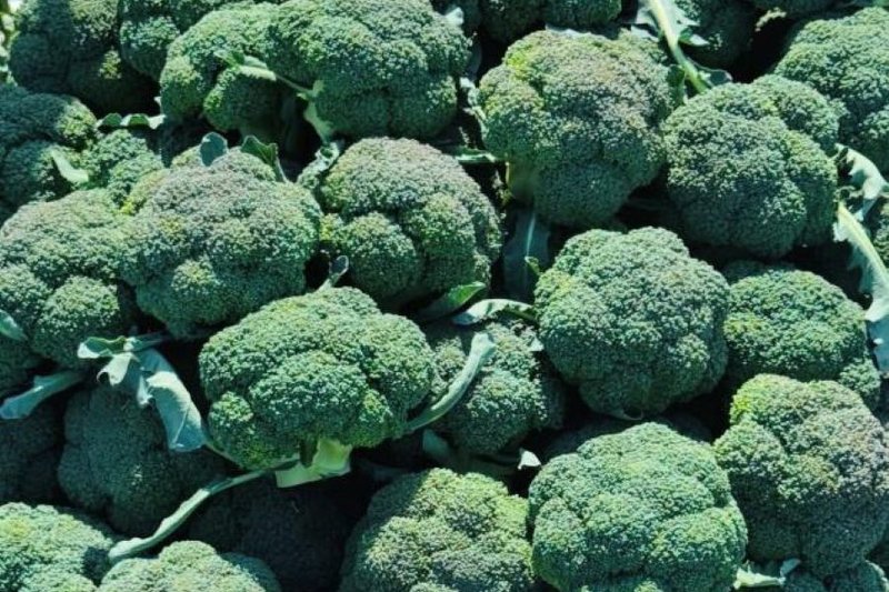 Как развивают овощеводство в Костанайской области