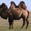 Бура түйе тұқымы (Қалмақ түйелері) (Bura camel)