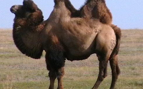 Бура порода верблюдов (Калмыцкие верблды) (Bura camel)