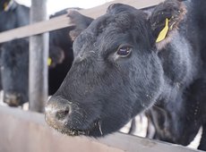 Крупный мясокомбинат построят в Семее