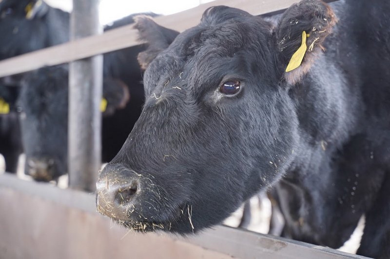Крупный мясокомбинат построят в Семее