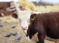 Как будут квотировать экспорт мяса в Казахстане