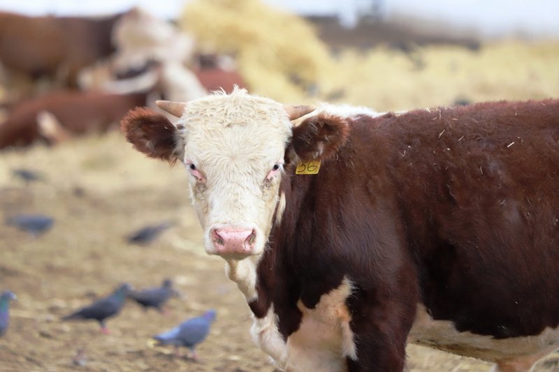 Как будут квотировать экспорт мяса в Казахстане