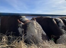 Откормплощадки просят изменить сроки выплаты кредитов