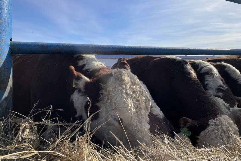 Откормплощадки просят изменить сроки выплаты кредитов