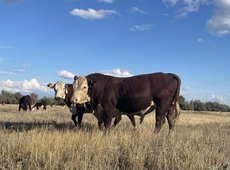 Выросли экспортные цены на казахстанских бычков. Запрет на экспорт сахара — АгроИнсайд № 62
