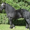 Першерон жылқысы (Percheron)