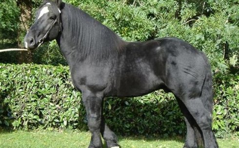 Першерон жылқысы (Percheron)