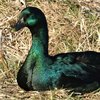 Каюга (Cayuga duck)