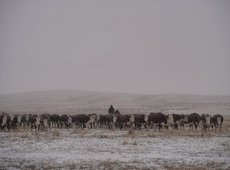 Социальные льготы для чабанов и их детей введут в Казахстане