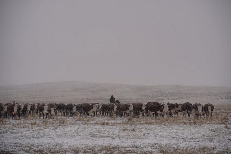 Социальные льготы для чабанов и их детей введут в Казахстане
