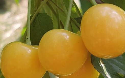 Черешня сорт Чермашная