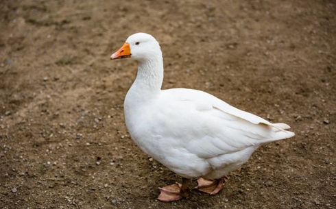 Чешская порода  (Czech goose)