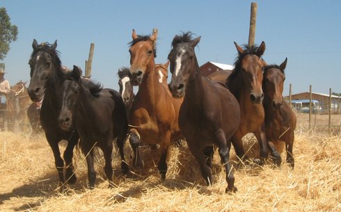 Чилилік (Chilean horse) (Corralero) (Chilean corralero)