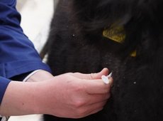 Проект по чипированию скота реализуют в Туркестанской области