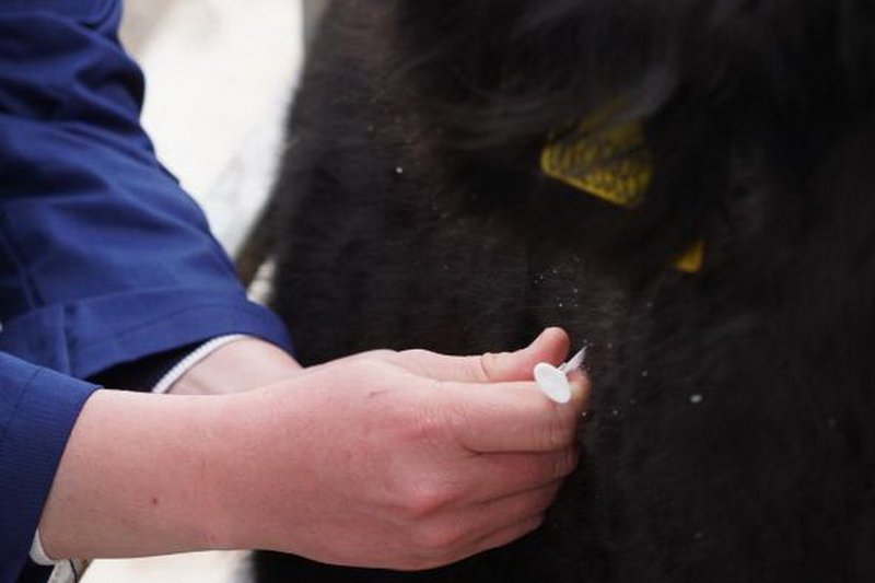 Проект по чипированию скота реализуют в Туркестанской области