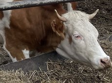 Вспышка инфекции поразила около 4 тыс. голов КРС в Атырауской области