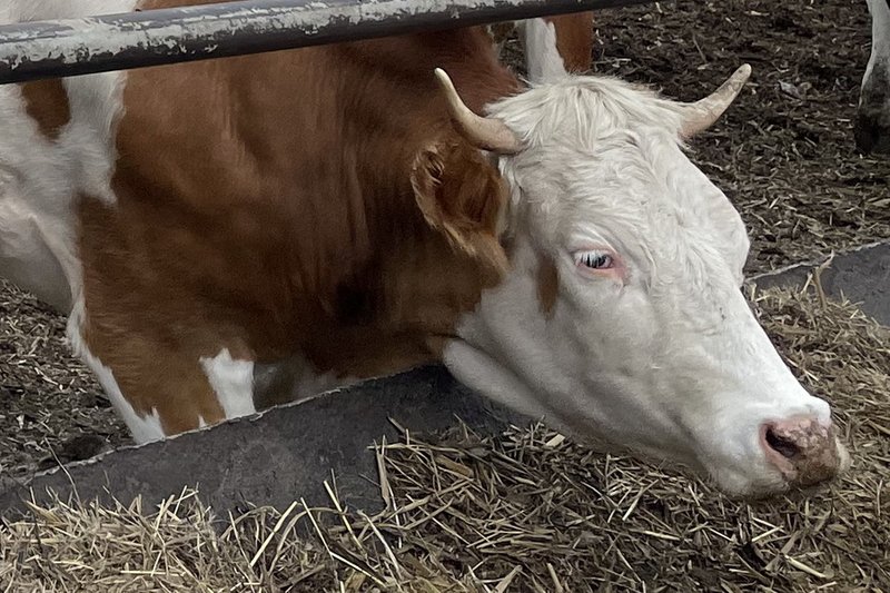 Вспышка инфекции поразила около 4 тыс. голов КРС в Атырауской области