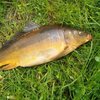 Жалаңаш тұқы (Cyprinus nudus)