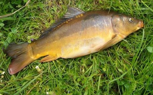 Голый карп (Cyprinus nudus)