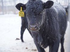 Введены новые правила вывоза сельскохозяйственных животных с Казахстана