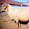 Дегересская порода овец (Degeres)