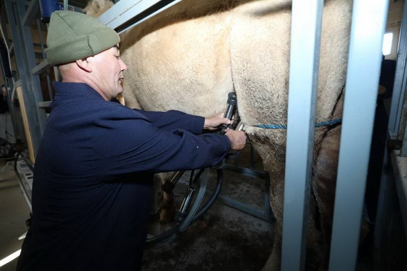 Цех по доению верблюдов открыли в Мангистауской области