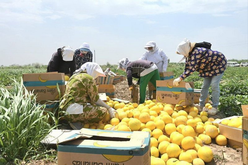Туркестанские аграрии собрали первый урожай дыни