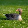 Джавахет қаздары тұқымы (Javakheti goose)