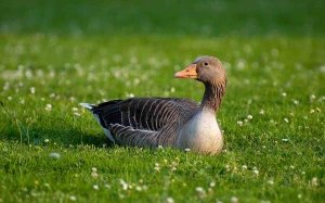 Джавахет қаздары тұқымы (Javakheti goose)