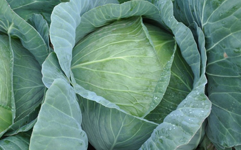 Капуста белокочанная сорт Джинтама