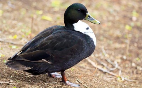 Черная белогрудая (Black white breasted)