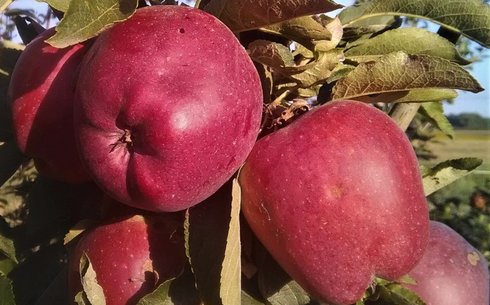 Яблоня сорт Эрли Ред Ван