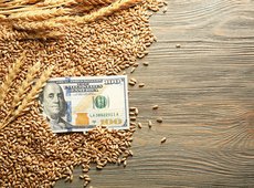 Цены на пшеницу ростут, а тенге слабеет
