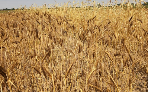 Пшеница сорта Егемен 20