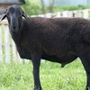 Эдильбаевская порода овец (Edilbaevskaya breed)
