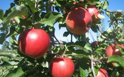 Яблоня сорт Эксель