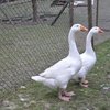 Эмденская порода гусей (Embden goose)
